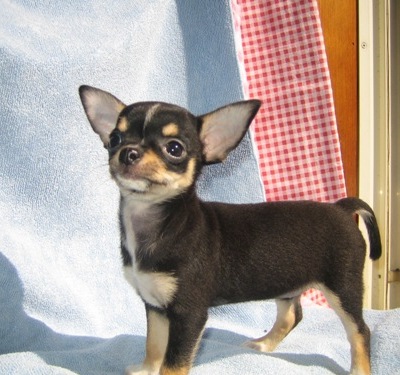 チワワ スムース ブラック タン ホワイト メス 2010年 8月 2日生まれの子犬 ファンシー チワワ館