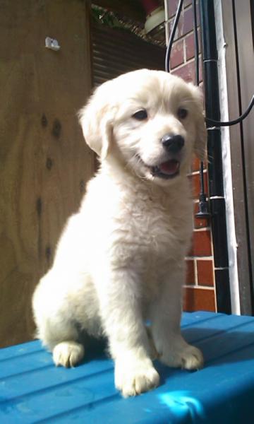 英国ゴールデンレトリバー ホワイト オス 11年 3月23日生まれの子犬 リサ ドリーム カンパニー