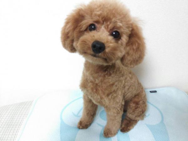 トイ プードル アプリコット オス 13年 5月30日生まれの子犬 Koinuya Rapisu