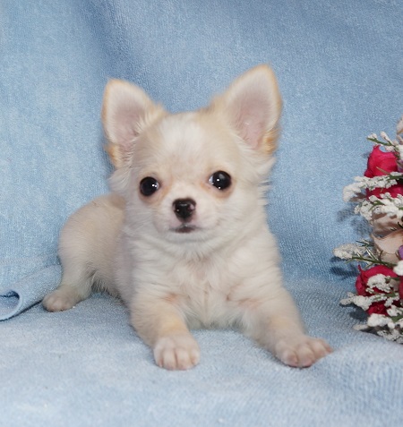 チワワ ロングコート クリーム＆ホワイト オス 2014年12月30日生まれの子犬 | ファンシー チワワ館
