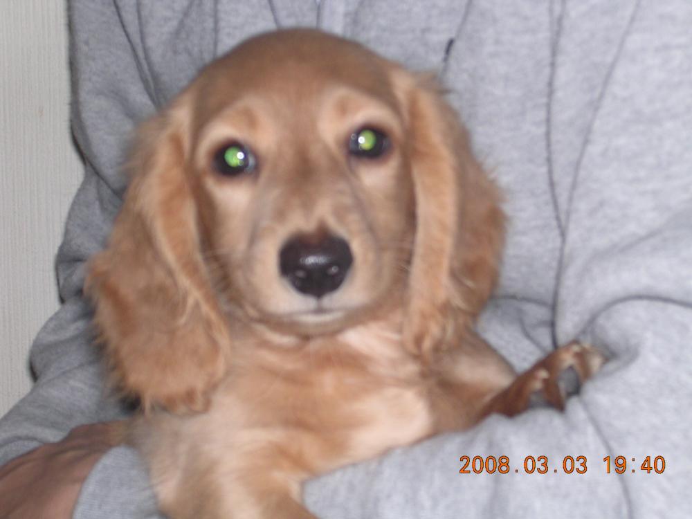 angelheart puppys momで2007年12月12日に生まれたミニチュア・ダックスフンド ロングゴールドオス画像1