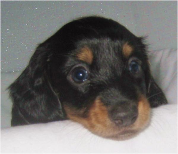 ミニチュア・ダックスフンド ロング ブラック＆タン オス 2009年10月19日生まれの子犬 BHOUSE