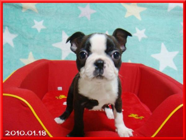 ボストン・テリア ボストンカラー メス 2009年11月14日生まれの子犬 