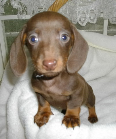ミニチュア ダックスフンド スムース チョコタン オス 09年12月日生まれの子犬 シルバースプリングスノー