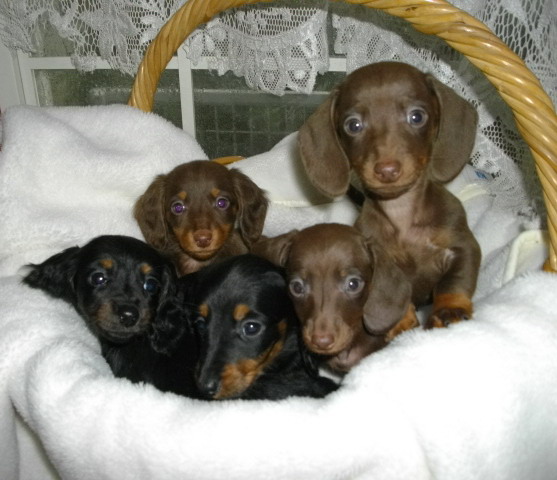 ミニチュア ダックスフンド スムース チョコタン オス 09年12月日生まれの子犬 シルバースプリングスノー