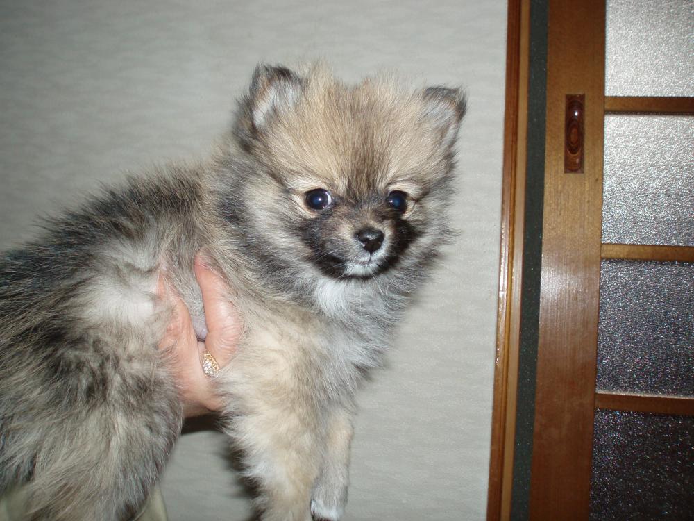 ポメラニアン オレンジセーブル メス 2007年12月25日生まれの子犬 ULTIMA PLUS JP