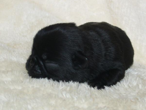 ティムで2010年 5月17日に生まれたパグブラックオス画像1