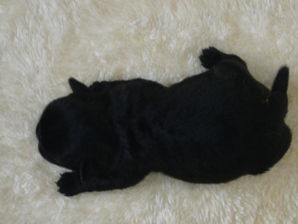 ティムで2010年 5月17日に生まれたパグブラックオス画像2