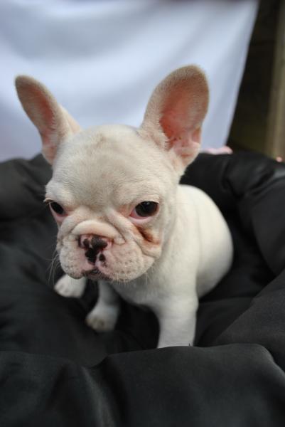 フレンチ ブルドッグ クリーム メス 10年 6月 5日生まれの子犬 ワンズワールド 富里