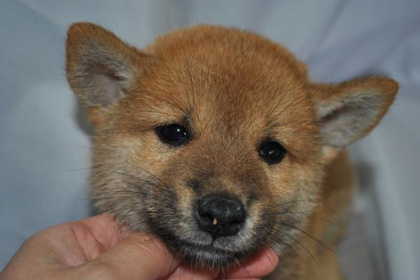 ワンズワールド 富里で2010年 7月24日に生まれた柴犬赤毛オス画像1