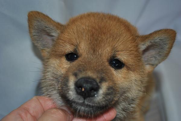 ワンズワールド 富里で2010年 7月24日に生まれた柴犬赤毛オス画像2
