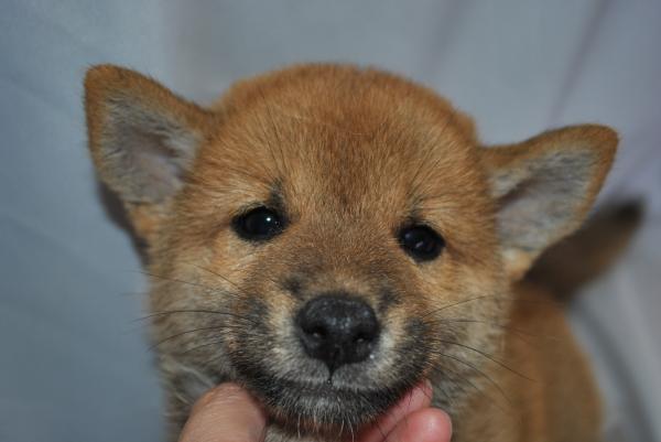 ワンズワールド 富里で2010年 7月24日に生まれた柴犬赤毛オス画像3