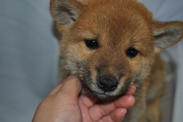 ワンズワールド 富里で2010年 7月24日に生まれた柴犬赤毛オス画像4