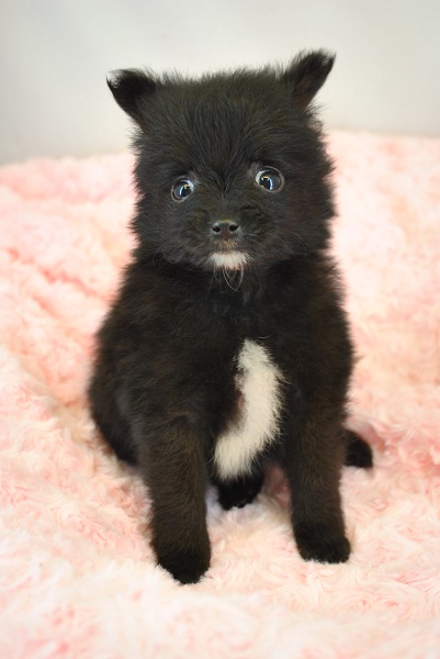 ワンズワールド 富里で2010年10月12日に生まれたポメラニアンブラックオス画像3