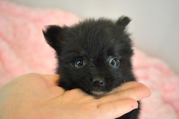 ワンズワールド 富里で2010年10月12日に生まれたポメラニアンブラックオス画像4