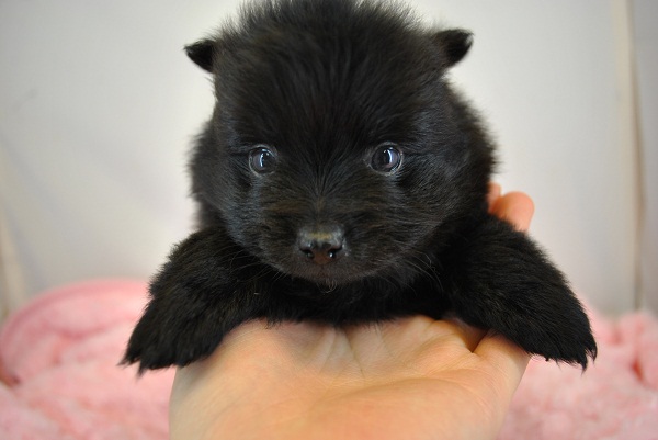 ワンズワールド 富里で2010年10月12日に生まれたポメラニアンブラックオス画像1