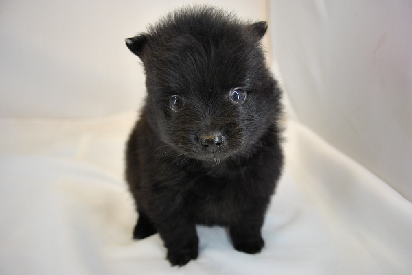 ワンズワールド 富里で2010年10月12日に生まれたポメラニアンブラックオス画像2