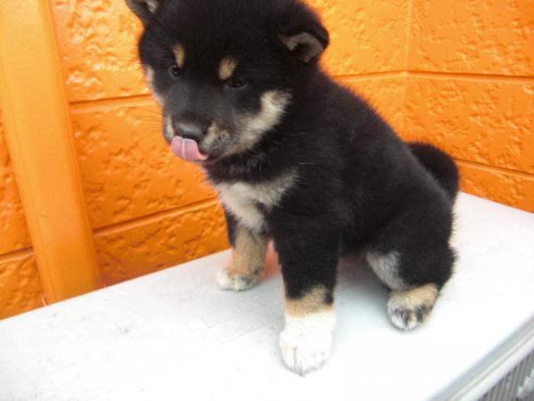 BEAUTY.Mで2010年10月 6日に生まれた柴犬黒毛メス画像1