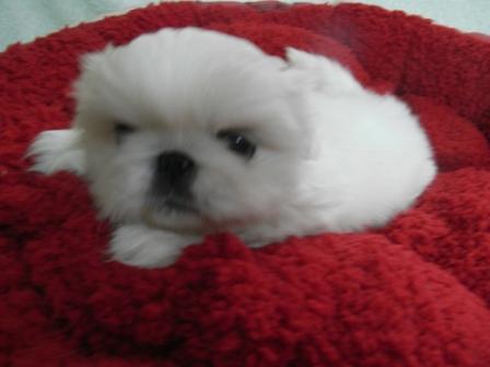 ポケット犬舎で2010年12月15日に生まれたペキニーズクリームメス画像2