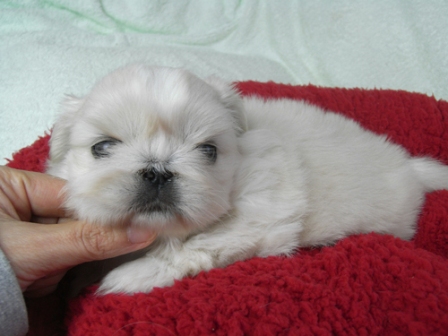 ポケット犬舎で2010年12月15日に生まれたペキニーズクリームメス画像4