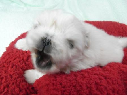ポケット犬舎で2010年12月15日に生まれたペキニーズクリームメス画像5