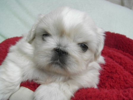 ポケット犬舎で2010年12月15日に生まれたペキニーズクリームメス画像6