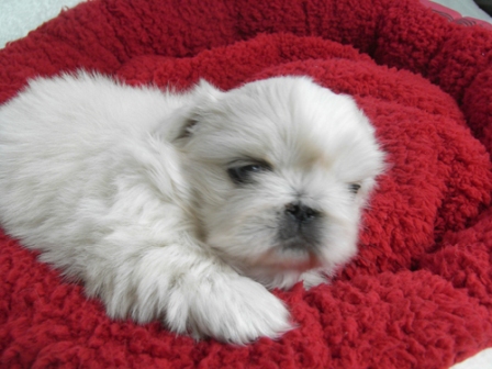 ポケット犬舎で2010年12月15日に生まれたペキニーズクリームメス画像7