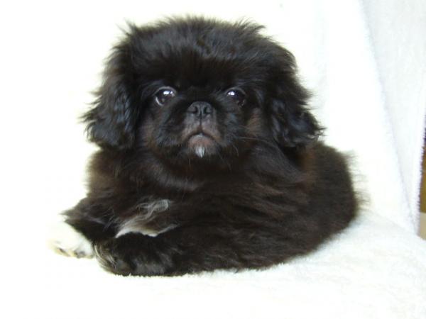 ティムで2010年12月26日に生まれたペキニーズブラックオス画像1