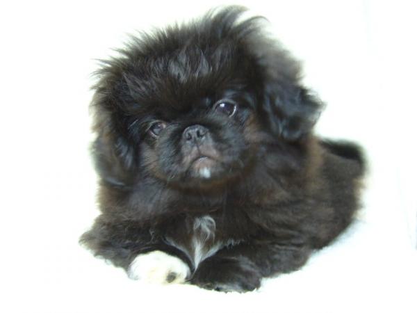 ティムで2010年12月26日に生まれたペキニーズブラックオス画像2