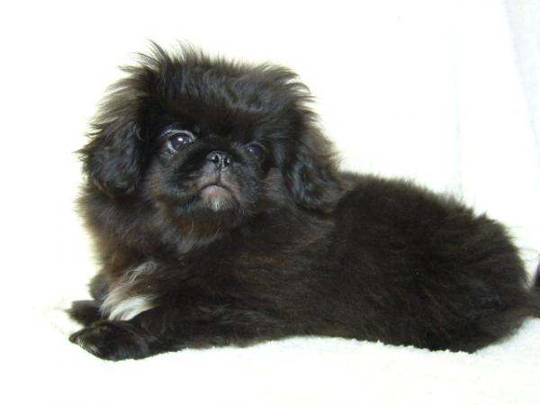 ティムで2010年12月26日に生まれたペキニーズブラックオス画像3