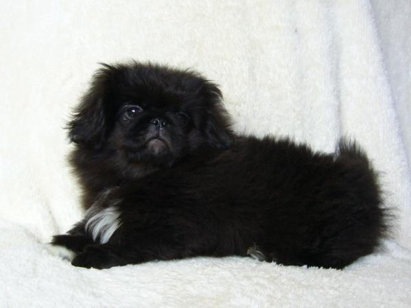 ティムで2010年12月26日に生まれたペキニーズブラックオス画像4