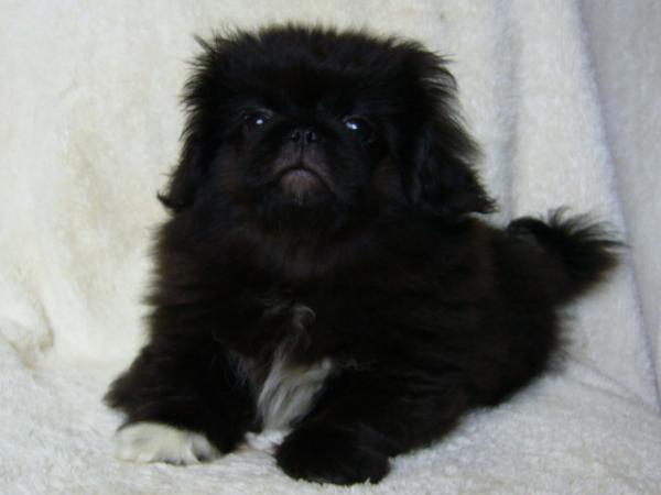 ティムで2010年12月26日に生まれたペキニーズブラックオス画像6