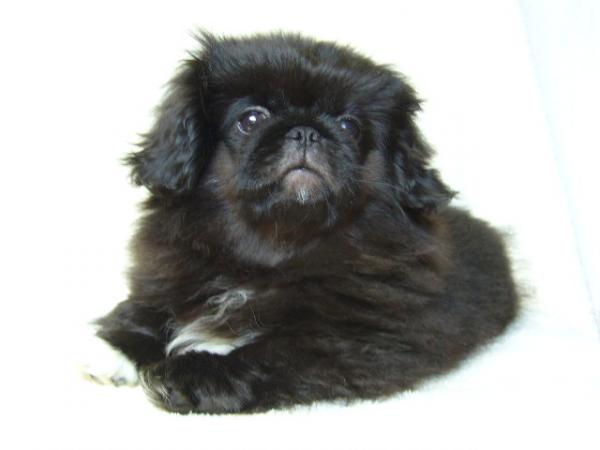 ティムで2010年12月26日に生まれたペキニーズブラックオス画像8
