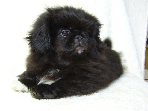 ティムで2010年12月26日に生まれたペキニーズブラックオス画像9