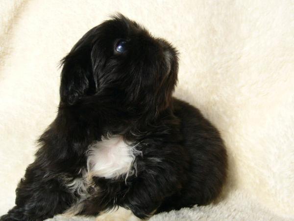 ティムで2010年12月26日に生まれたペキニーズブラックメス画像4