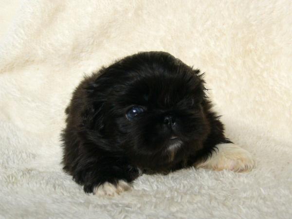 ティムで2010年12月26日に生まれたペキニーズブラックメス画像5
