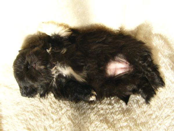ティムで2010年12月26日に生まれたペキニーズブラックメス画像8