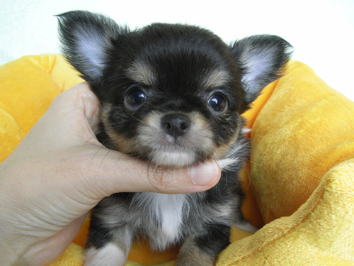 チワワ ロングコート ブラック タン ホワイト メス 11年 1月16日生まれの子犬 ポケット犬舎