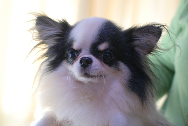 チワワ ロングコート ブラック タン ホワイト メス 11年 2月22日生まれの子犬 ポケット犬舎