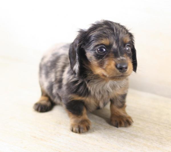 カニンヘン・ダックスフンド ロング シルバーダップル オス 2011年 3月14日生まれの子犬 | カールフリート