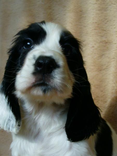 イングリッシュ コッカー スパニエル ブラック ホワイト オス 08年 8月23日生まれの子犬 ティム