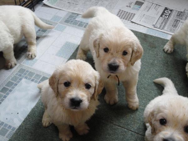 英国系ゴールデンレトリバー クリーム オス 2011年 4月30日生まれの子犬 | SWEET COTTAGE