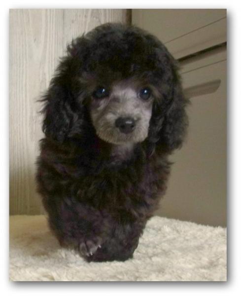 トイ プードル シルバー オス 11年 5月 7日生まれの子犬 Jewel Lagoon
