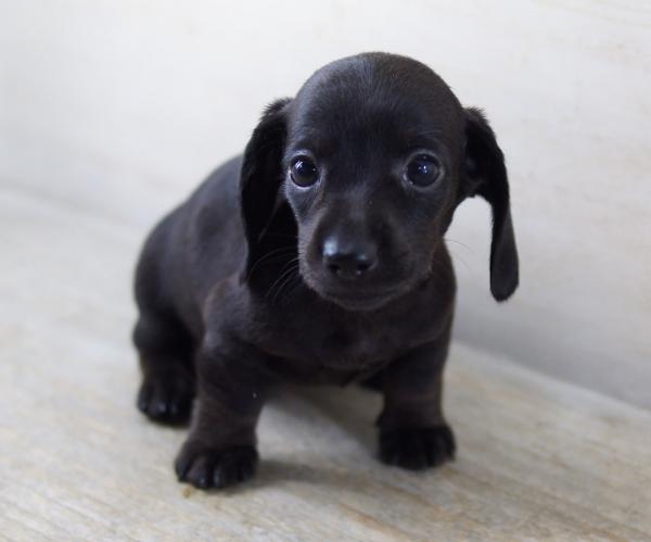 カニンヘン ダックスフンド スムース ブラックソリッド メス 11年 5月13日生まれの子犬 カールフリート