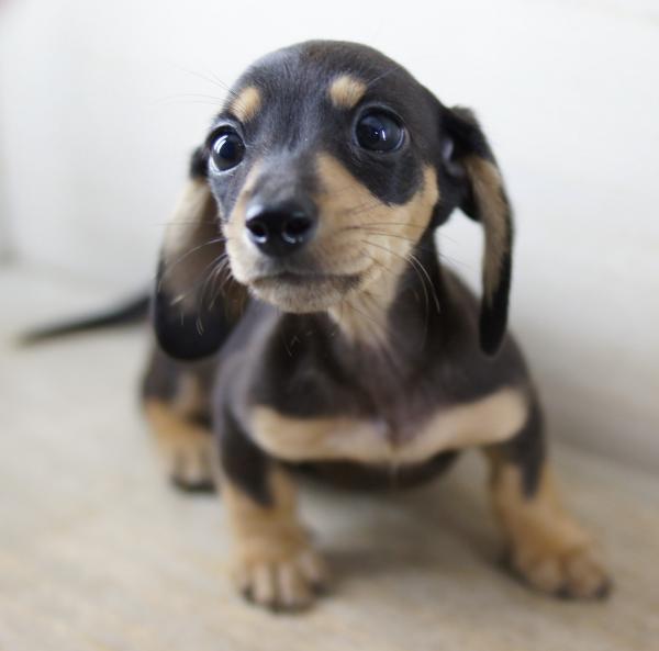 カニンヘン ダックスフンド スムース ブラック クリーム オス 11年 5月18日生まれの子犬 カールフリート