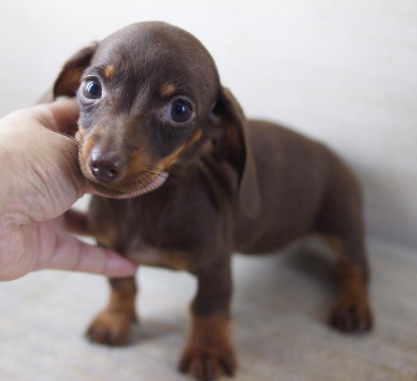 カニンヘン ダックスフンド スムース チョコタン メス 11年 5月22日生まれの子犬 カールフリート