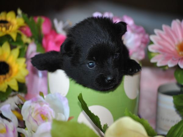 ワンズワールド 富里で2011年 8月26日に生まれたポメラニアンブラックオス画像1