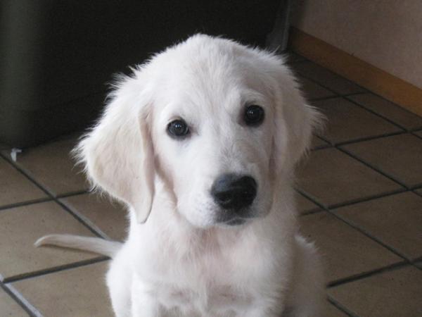 英国ゴールデンレトリバー クリーム オス 11年 4月30日生まれの子犬 Bau Haus 25 ケネル