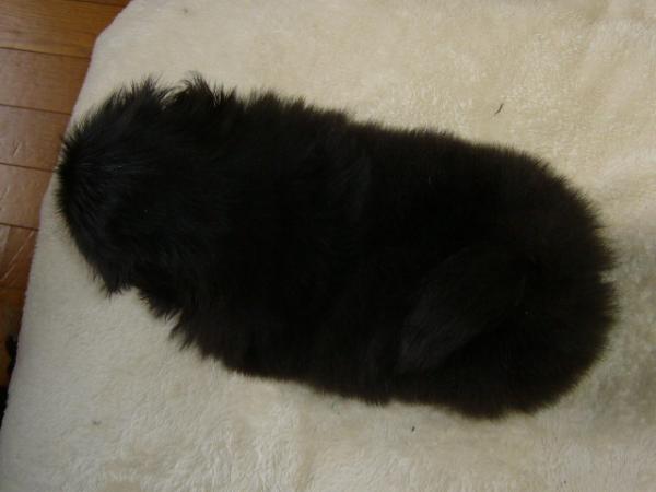 ティムで2011年10月11日に生まれたペキニーズブラックオス画像3