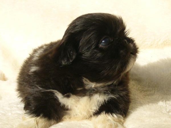 ティムで2011年10月11日に生まれたペキニーズブラックオス画像4